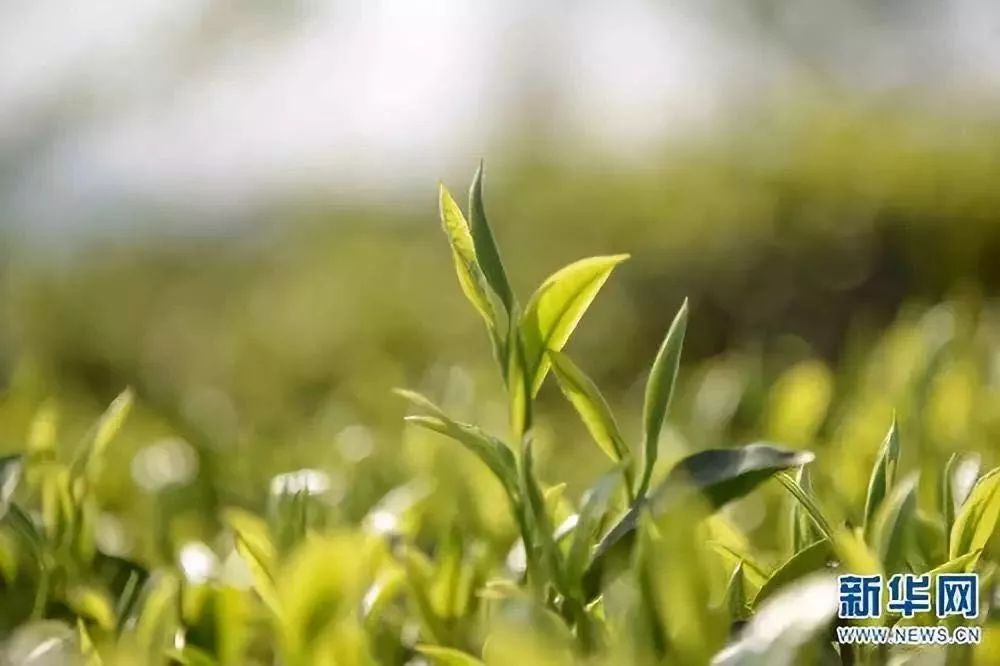 重磅：云南省全面启动规范鲜叶采收原料可溯~2019年冒充名山茶再也没戏了