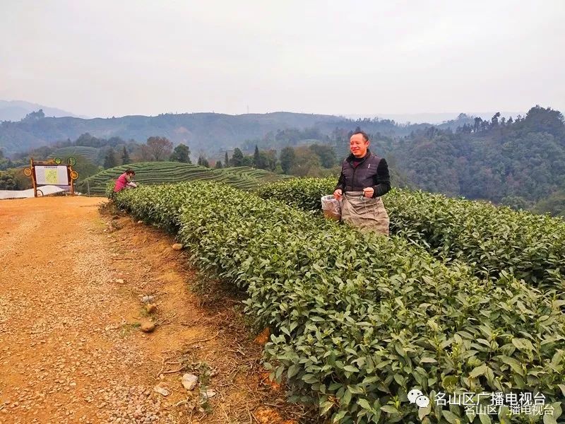 新茶飘香，名山区2019年第一批春茶开采！