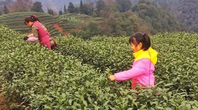 新茶飘香，名山区2019年第一批春茶开采！