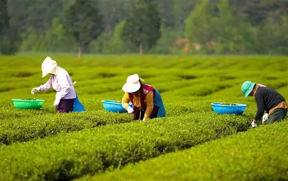 乐至｜世界最高纬度的茶区，这种环境也能长出茶？