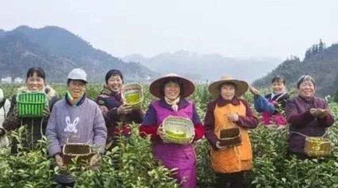 春暖茶飘香！千岛湖新茶今天大面积开采！