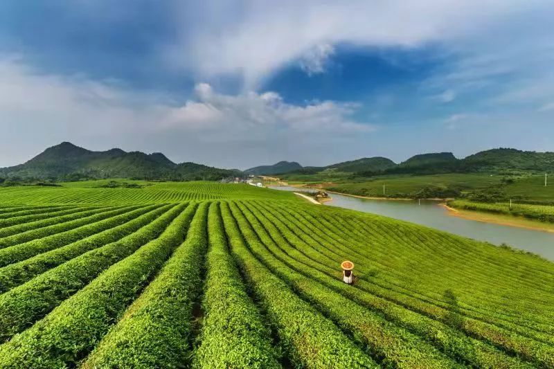 黔货出山|北京春茶采购节一品地道“石阡苔茶”风味