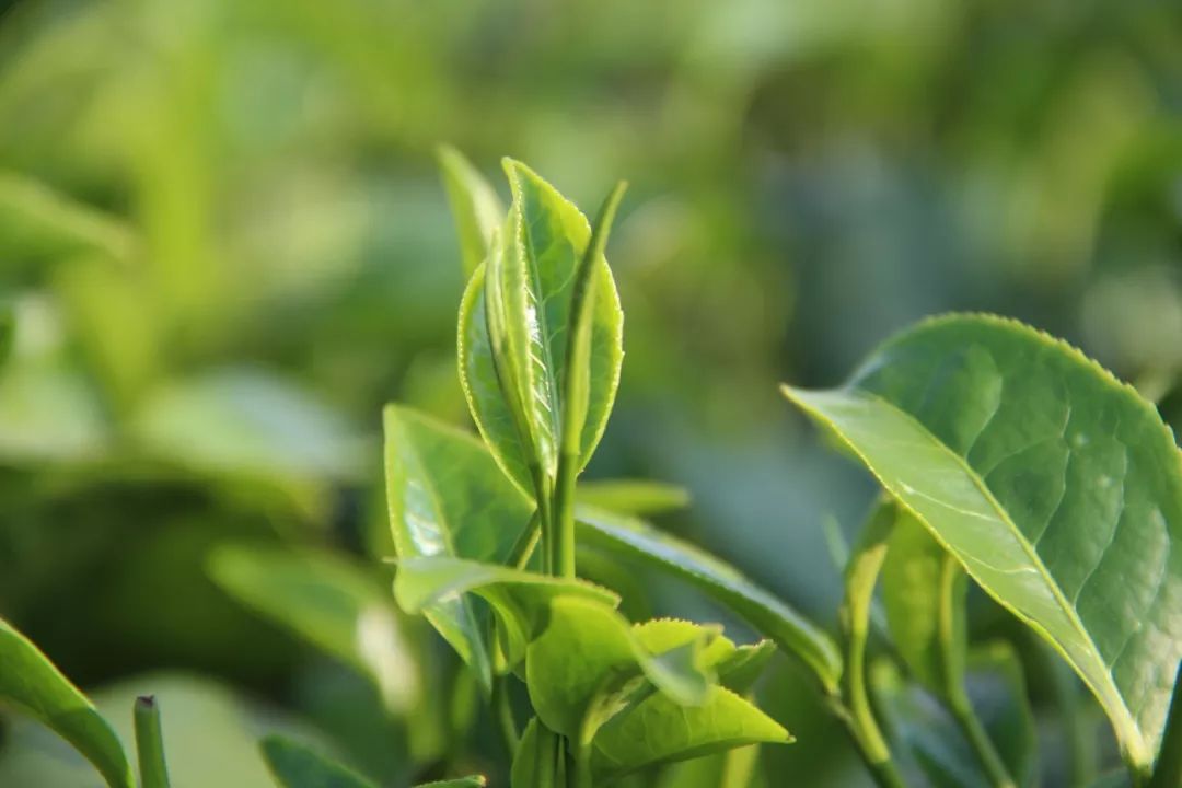 春来喜看贵茶绿推动贵茶“走出去”——贵阳多举措推动茶产业规模质量效益提升