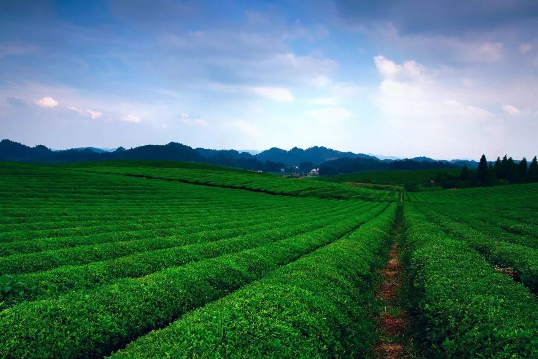 贵州：“茶业强省”呼之欲出