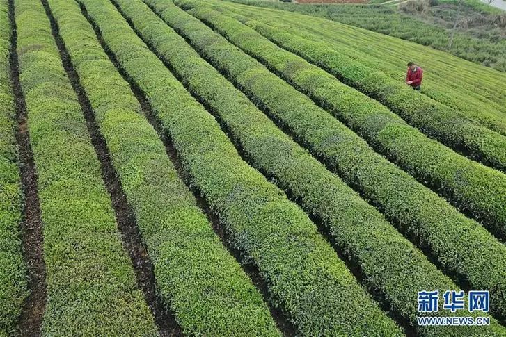 贵州：“茶业强省”呼之欲出