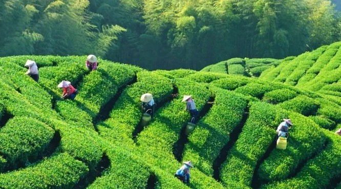 2019“中国早春第一茶”——开采了！