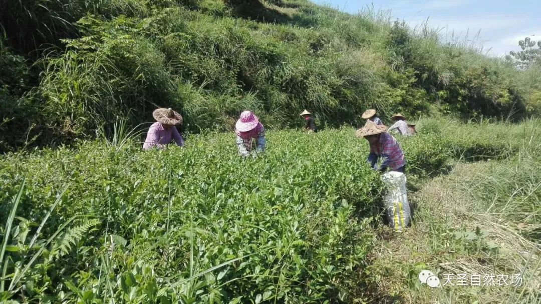 茶山自然农耕七年来的变化，耕作越来越省力，品质越来越好
