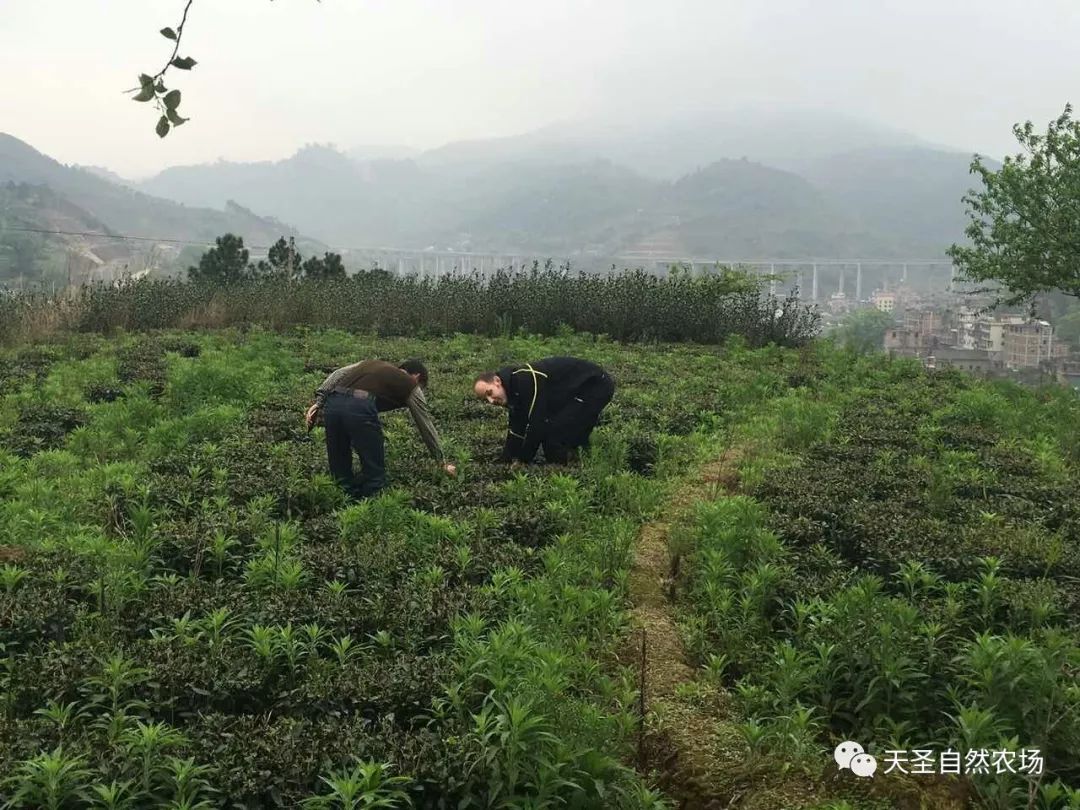 茶山自然农耕七年来的变化，耕作越来越省力，品质越来越好