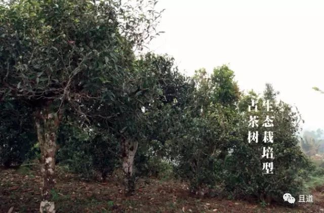 中国西南地区古茶树的分级