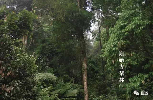 中国西南地区古茶树的分级