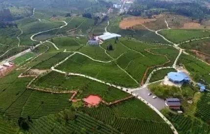 贵州省遵义市余庆：小叶苦丁茶开采价格提升近30%
