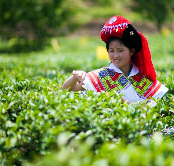 茶种山上山插云中北京春茶采购节纳雍邀您品尝“干净的味道”