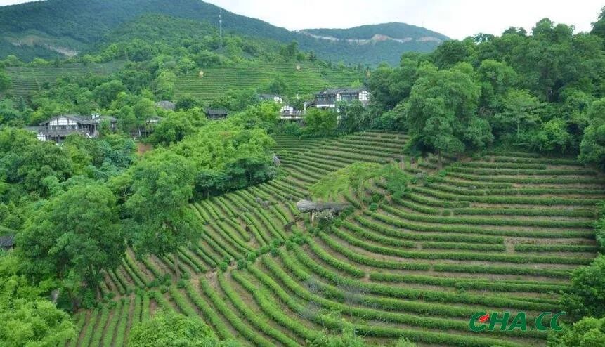 贵州省寻求2020年成为中国最大的茶叶出口省