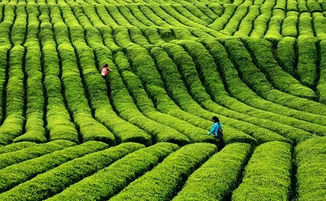 【两会聚焦】朱仲海：走，去贵州投资茶产业