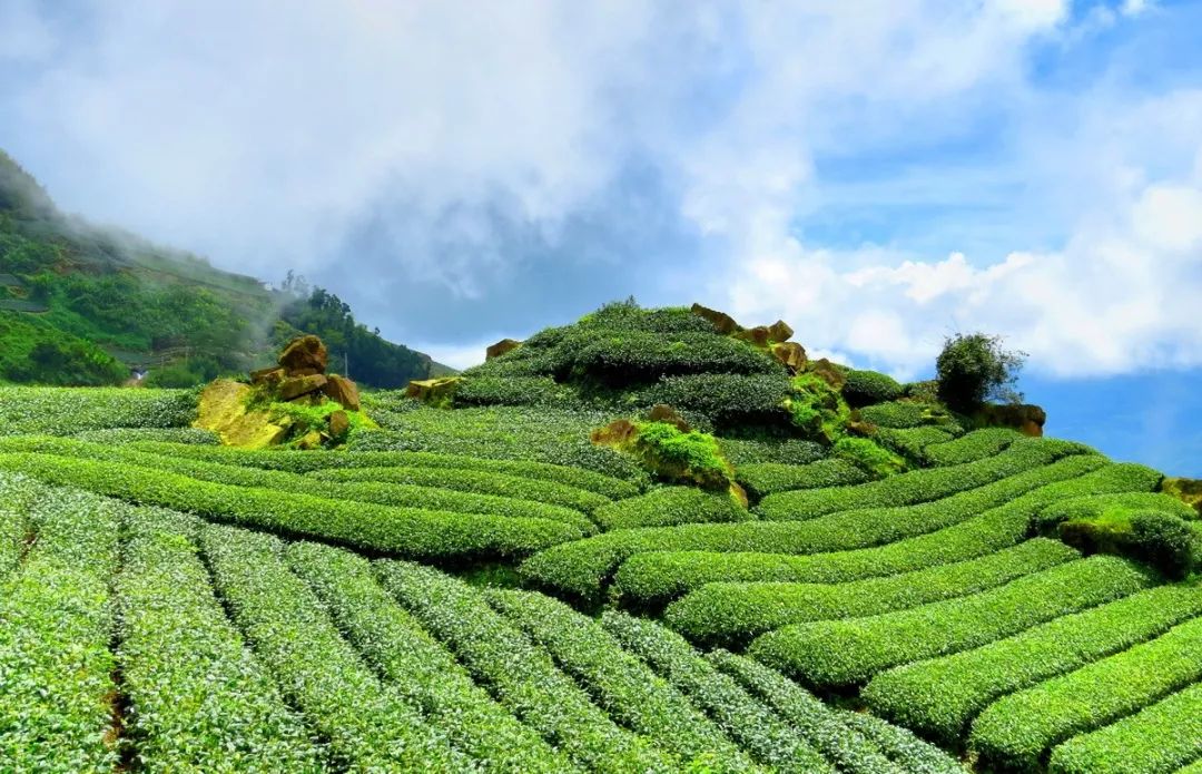 什么土壤最适合种茶？