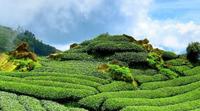 什么土壤最适合种茶？