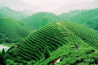 中国十个值得茶人去的美丽茶山