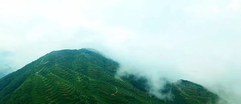 安化芙蓉山，被淡忘的贡茶产地