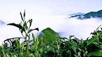 安化芙蓉山，被淡忘的贡茶产地
