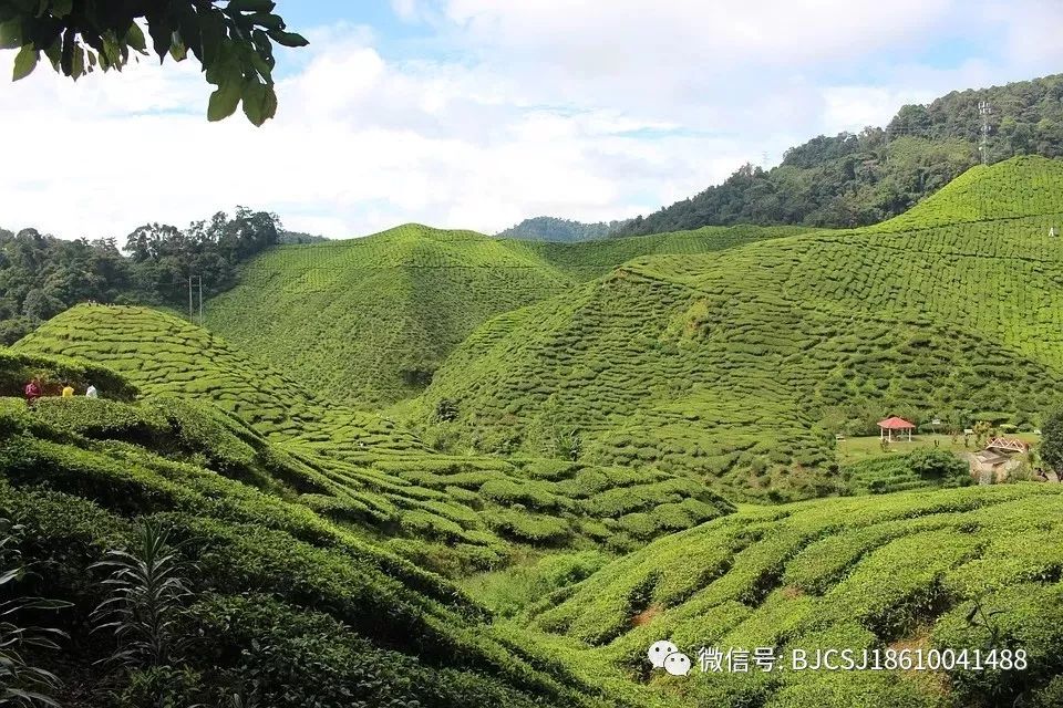 【茶界关注】贵州茶园面积连续六年居全国第一