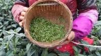 雅安名山区2019年第一批春茶开采