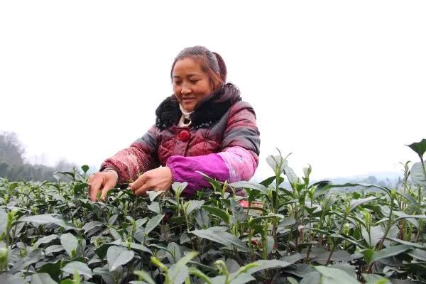 雅安名山区2019年第一批春茶开采