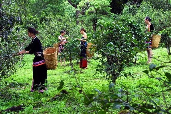 2019年春茶特辑：景迈山古茶林，来自故乡的美