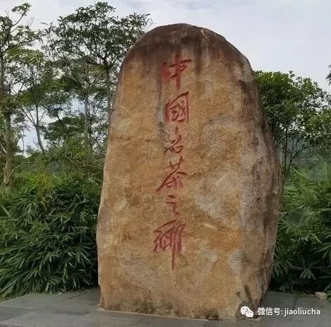 行走茶区2019:第一站广西六堡镇不倚村（一）