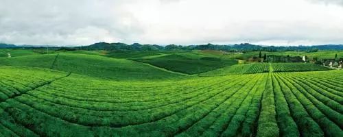 中国茶城：湄潭的城中之城