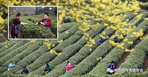 贵州丹寨：“扶贫茶园”春茶开采