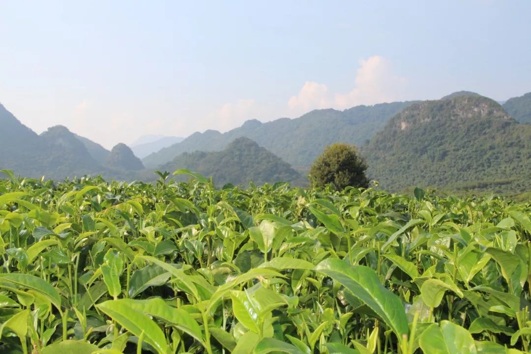 茶产业如何振兴乡村？六大茶产业开发区盘点！