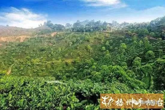梧州六堡镇：山水为媒育好茶产业奏响致富歌