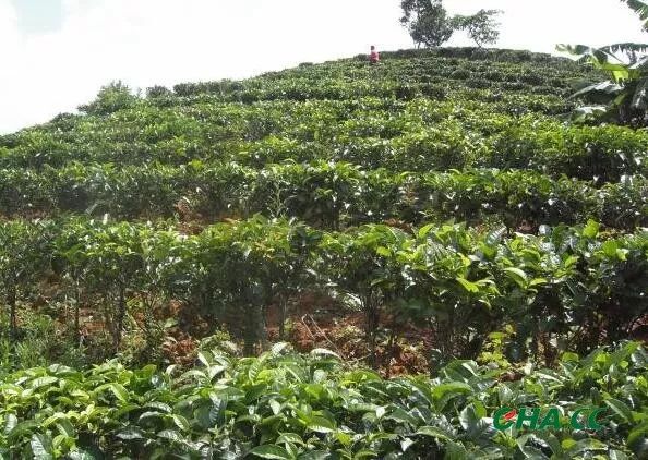 双江：今年新植茶园1.3万亩，完成生态茶园建设2.68万亩