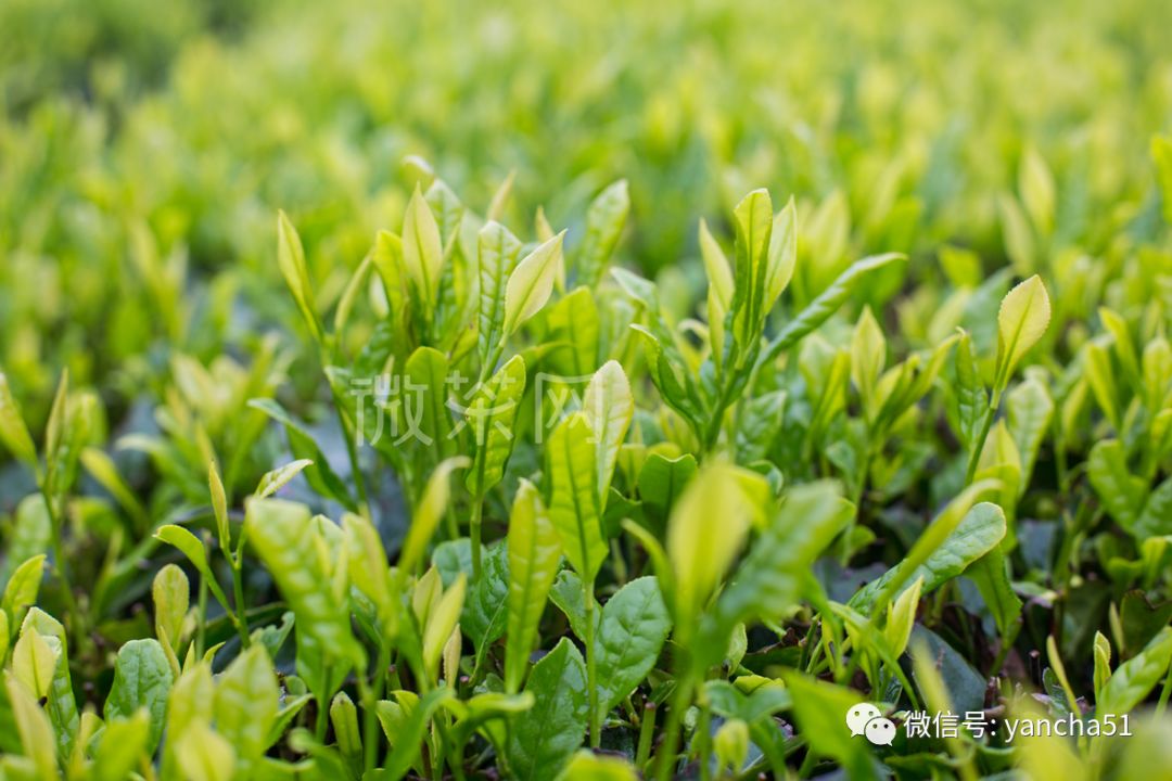又到一年采茶季，武夷山的茶芽正盛，茶树长势甚好！
