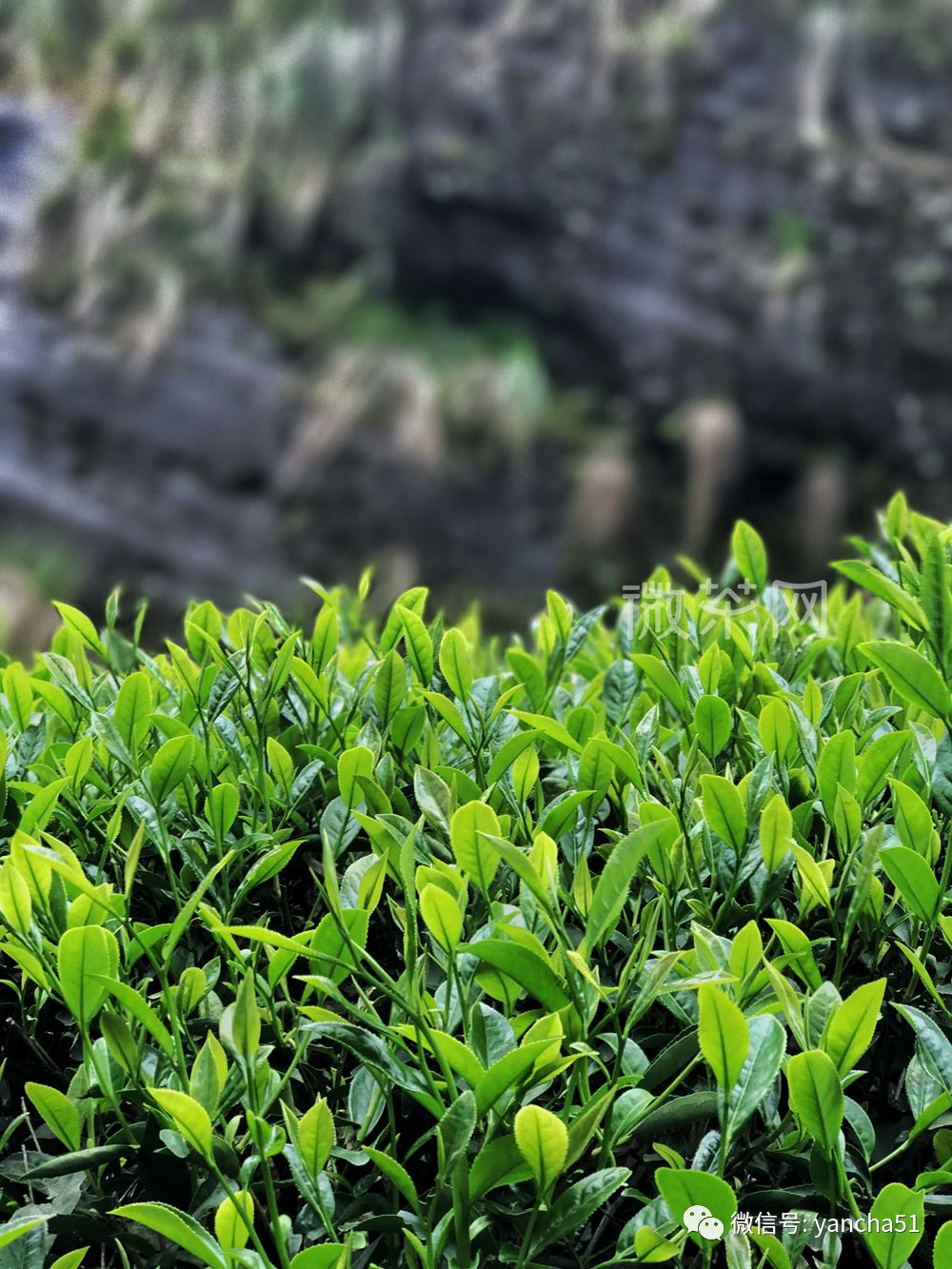 又到一年采茶季，武夷山的茶芽正盛，茶树长势甚好！