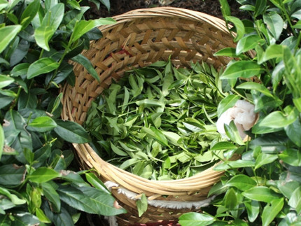 正山小种红茶保质期做好保存更延期