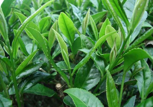 日照绿茶的生产科技是怎样的？