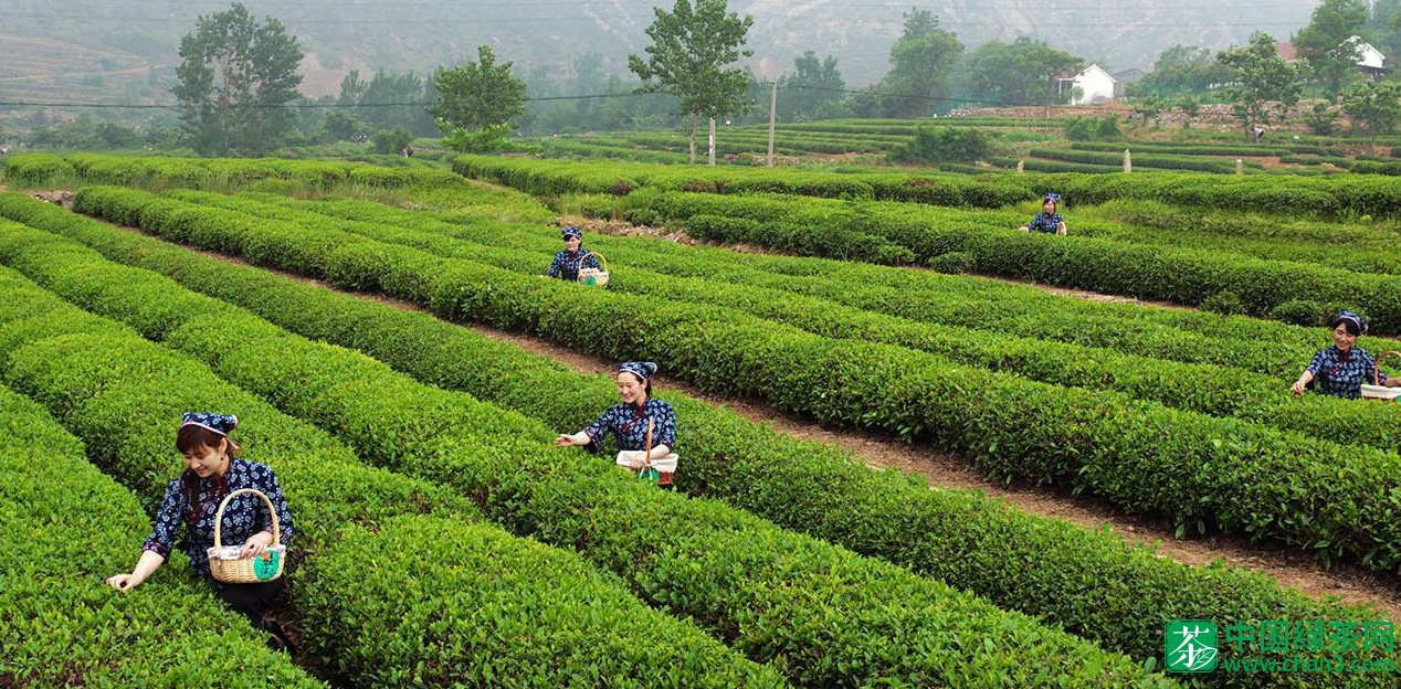日照绿茶价格多少钱一斤？2018年日照绿茶行情预测会如何？
