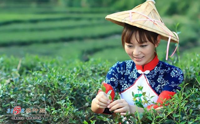 太平猴魁属于什么茶会泡茶的茶艺师就真的懂茶吗