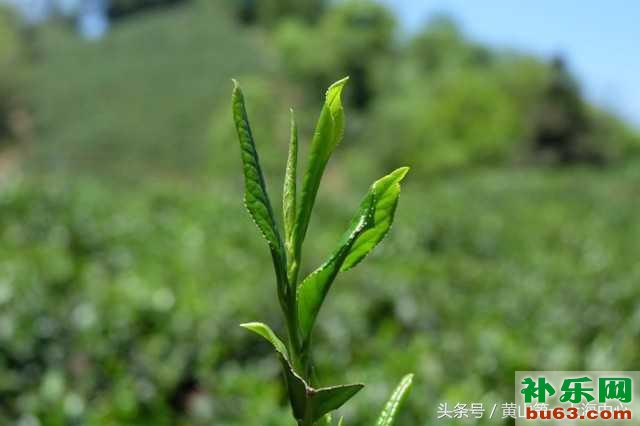 太平猴魁—绿茶茶王，名不虚传