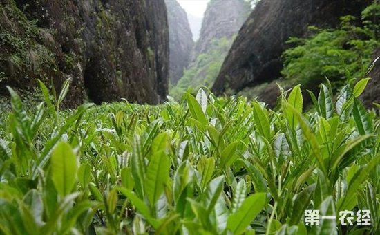 武夷岩茶有什么养生保健之功效吗？