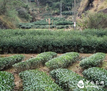 茶界最大的门派——武夷岩茶