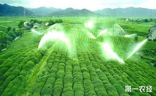 贵州“都匀毛尖”夏季茶园管理与养护