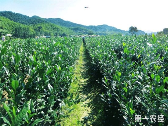 贵州“都匀毛尖”夏季茶园管理与养护