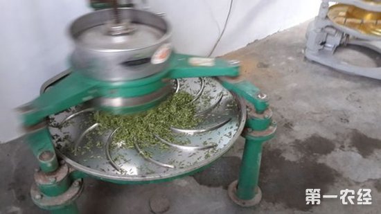 信阳毛尖机械制作茶叶流程