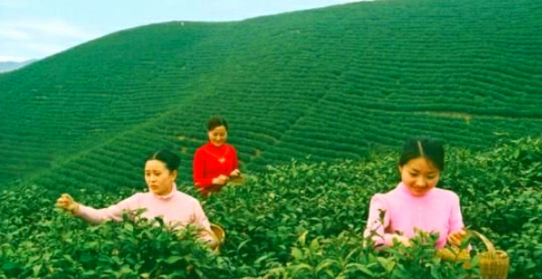 中国十大名茶--信阳毛尖的等级划分
