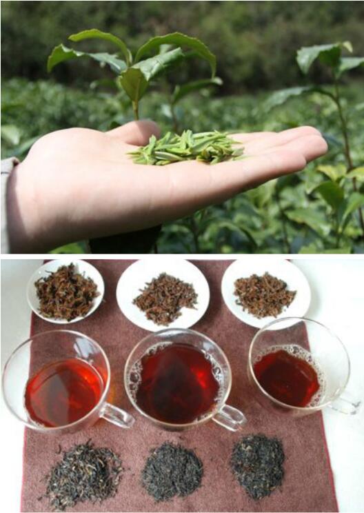 解析：祁门红茶与正山小种的区别