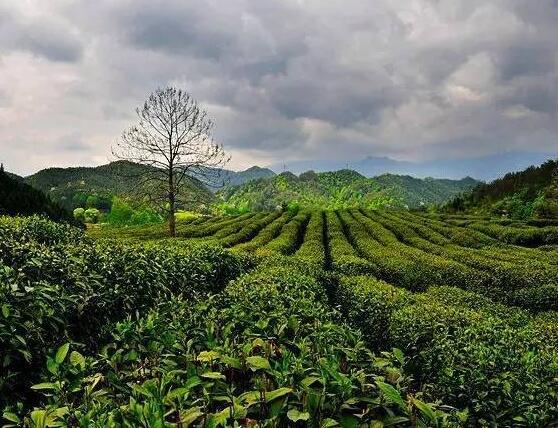 祁门红茶的茶树栽培及品种
