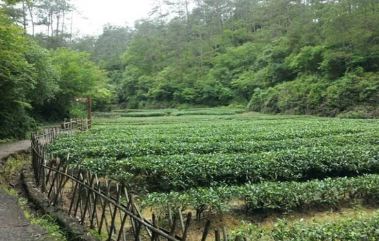 祁门红茶的历史你知道祁门红茶的起源吗？