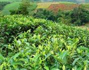 滇红茶加工技术主要有四步